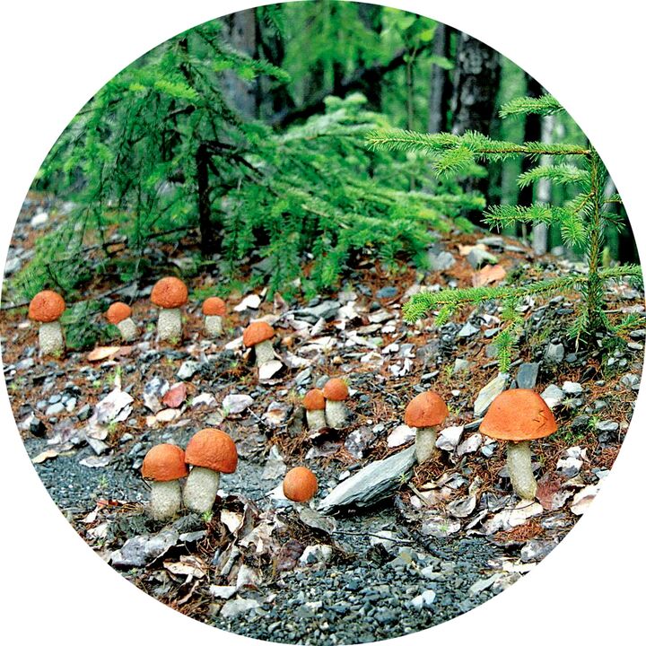 Co zrobić, gdy występuje duża infekcja grzybicza